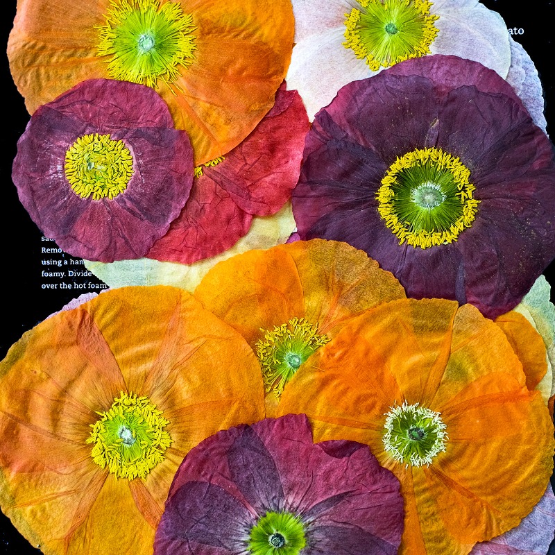 1 adet, Doğa Alanı Haşhaş Pres - Art And Craft Photos incelemesi ve fiyatı