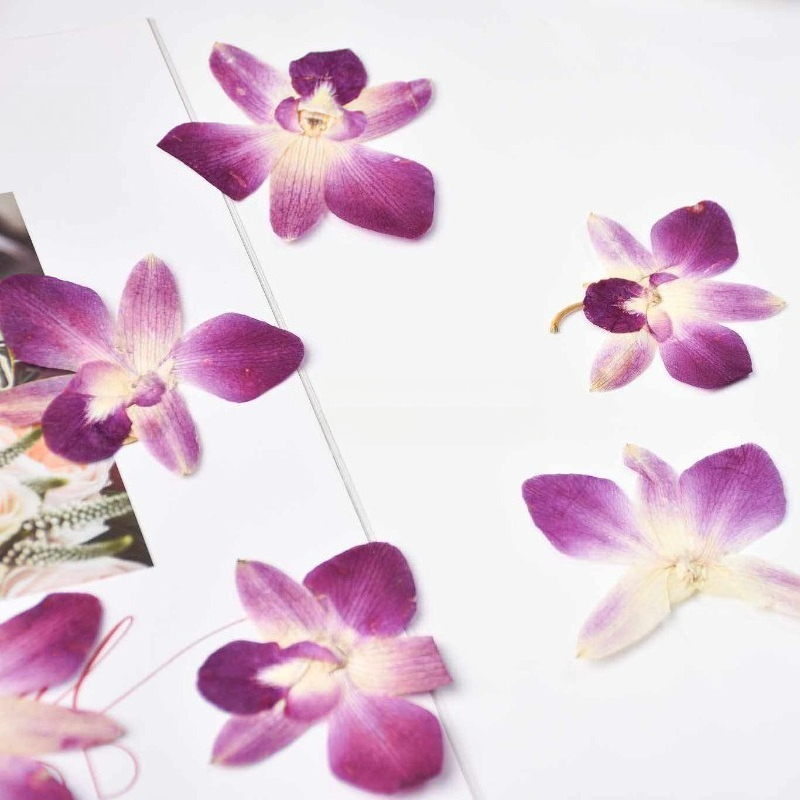 4 adet, Gerçek Preslenmiş Kele - Art And Craft Photos incelemesi ve fiyatı