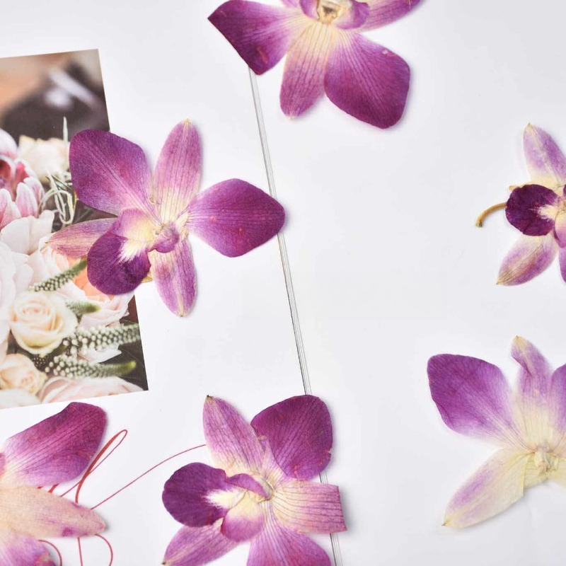 4 adet, Gerçek Preslenmiş Kele - Art And Craft Photos incelemesi ve fiyatı